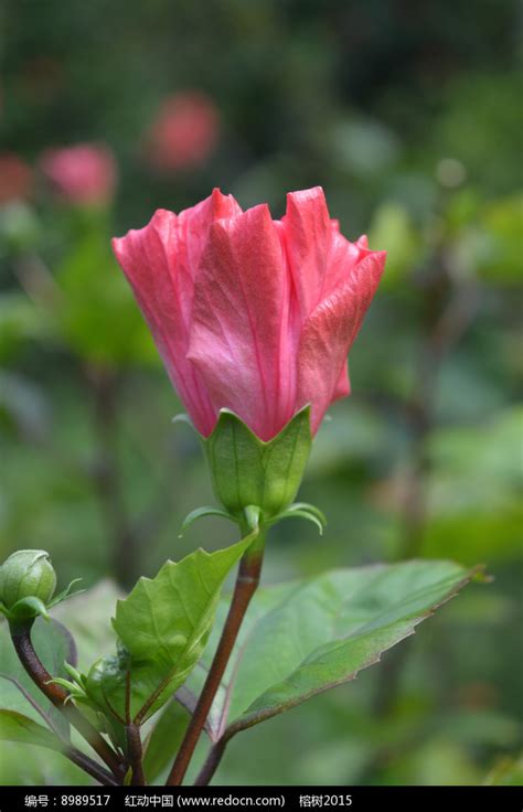 朱槿花苞